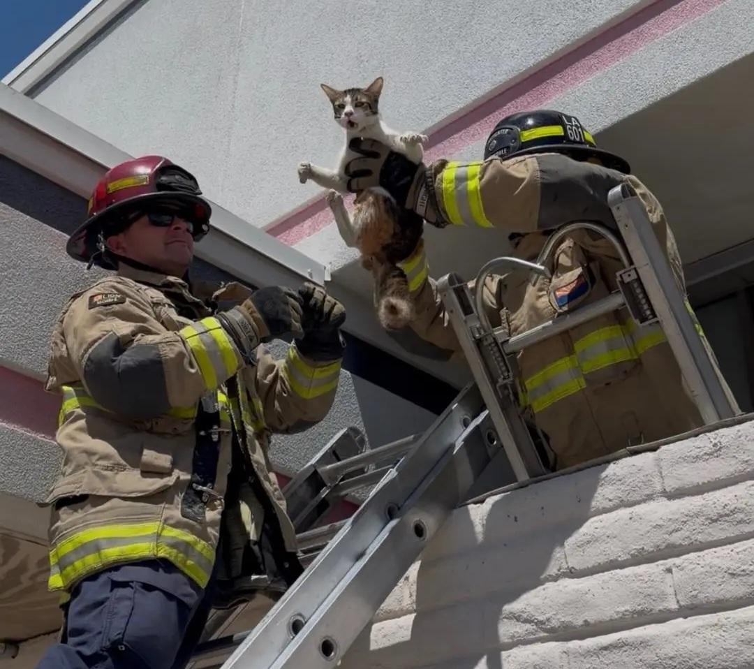 Cat's expression after being rescued