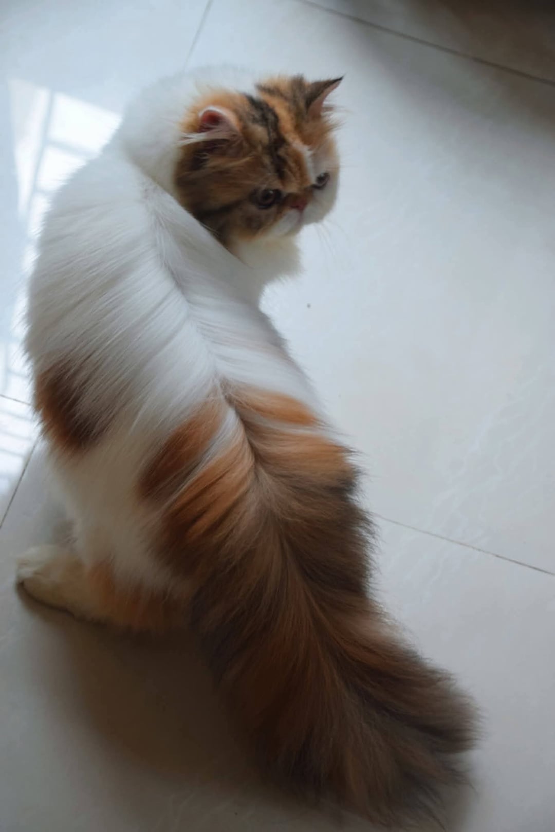 Perfect hair