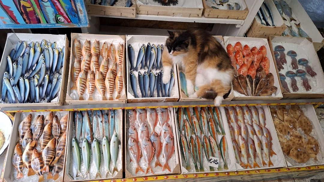 Fish hoarder