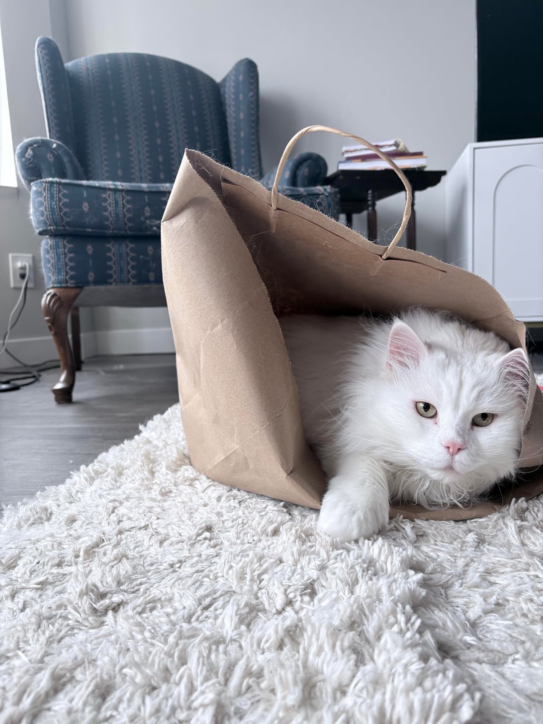 Cats and bags