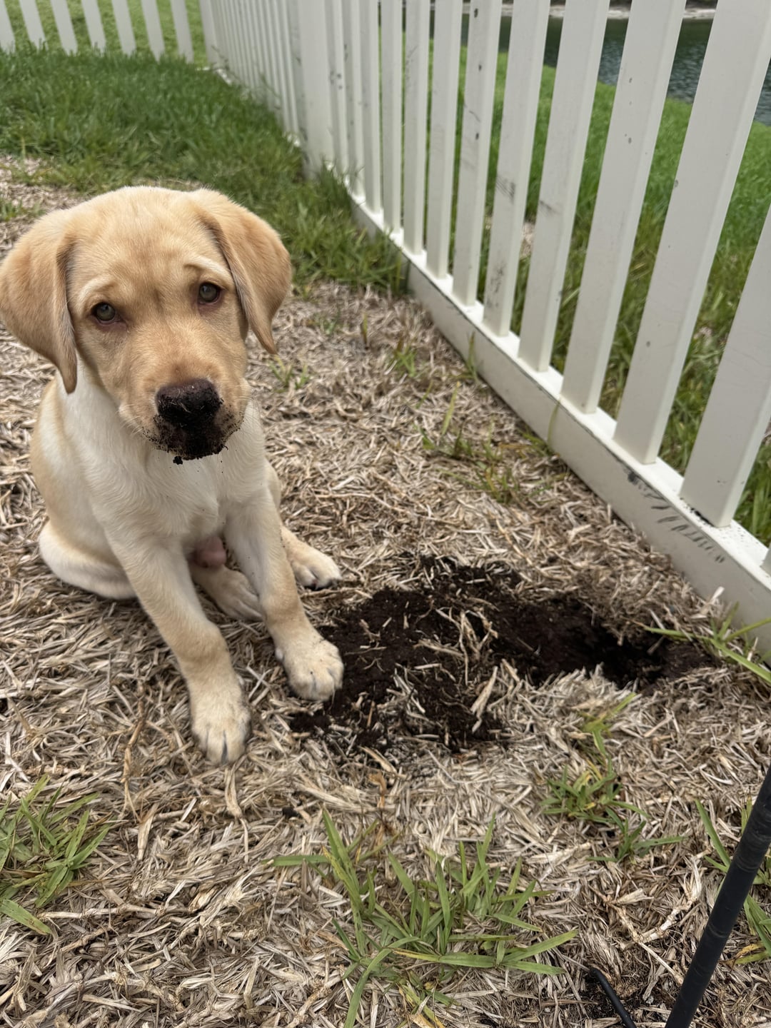 Yum, dirt