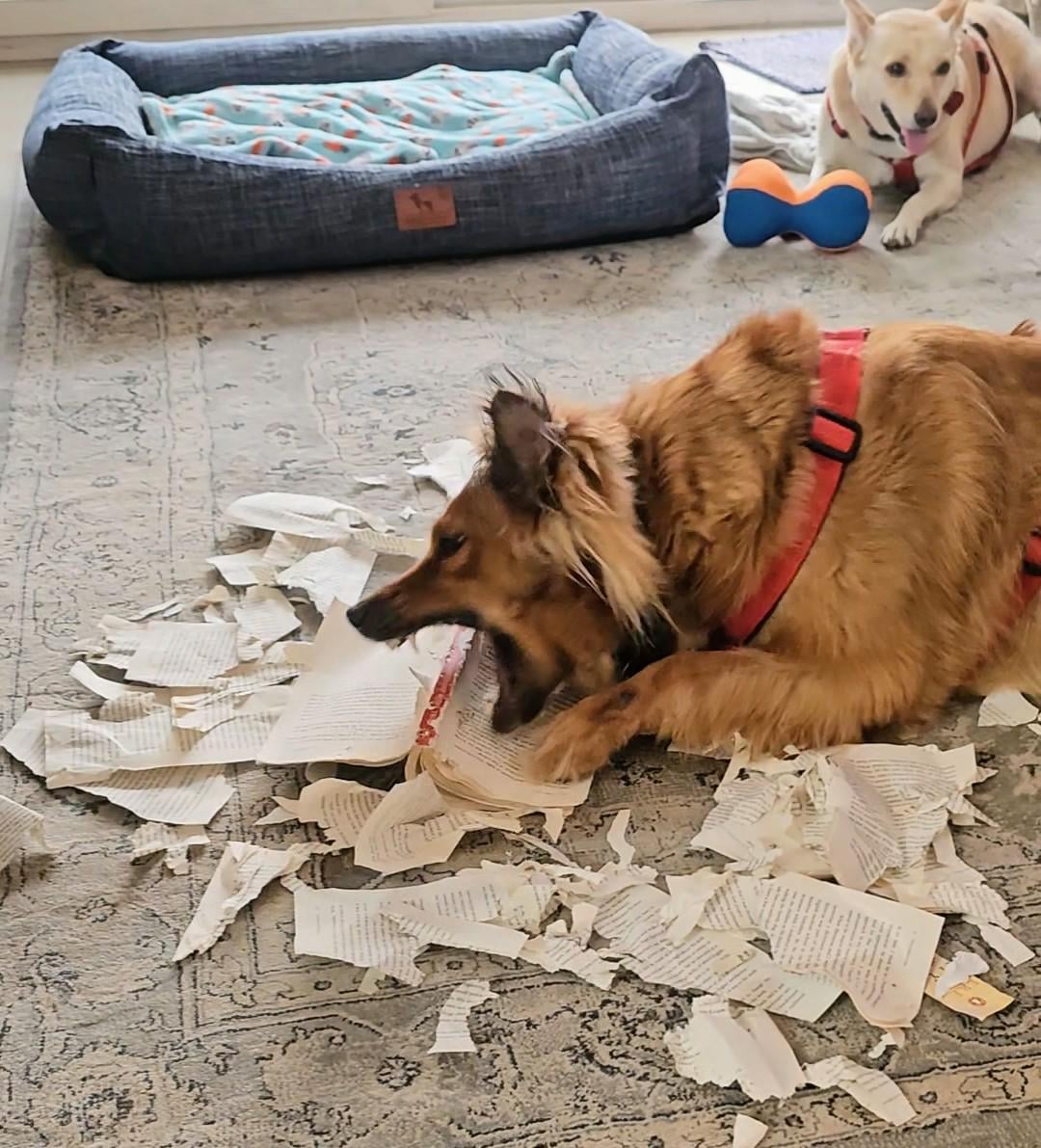 Loves to read