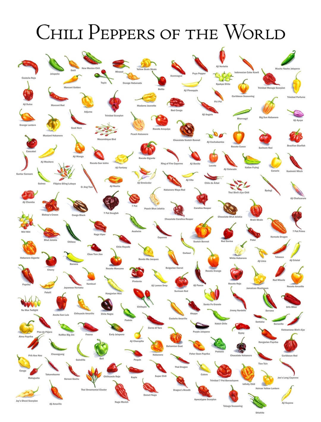 CHILI PEPPERS OF THE WORLD All Norteño New Mexico Chill Yellow Brain Strain Mucho Nacho Jalapeno Datil Mirasol Indonesian Cabe Rawit Puya Pepper Jalapeño Aconcagua Costeño Rojo Tepin Orange Habanada Marconi Golden Bolito Aji Pineapple Aji Dulce Marconi Red Adjuma Trinidad Scorpion Orange Lantern Cascabel Guntur Sannam Aji Chombo Wirl Wil Mustard Habanero Goat Horn Madame Jeanette Red Congo All Angelo Rocoto Arequipa Peach Habanero Mozambique Bird Aji Mango Aji Mochero Rocoto San Isidro Aji Fantasy Kpakpo Shito Trinidad Moruga Scorpion Caribbean Seasoning Trinidad Perfume Piri Piri Big Sun Habanero Bhavnagri Aji Ayuyo Chocolate Scotch Bonnet Aji Cochabamba Rocoto Cusco Brazilian Starfish Surinam Red Rocoto Gigante Ring of Fire Cayenne Aji Benito Locoto Italian Frying Aji Colorado Canario Kashmiri Mirch Guinea Filipino Siling Labuyo Aji Omnicolor Aji Rosita Er Jing Tiao Habanero Maya Red Habanero Gigante Paprika Bishop's Crown 7 Pot Douglah Congo Black Naga Viper Bhut Jolokia Chilaca Banana Cherry Chao Tian Jiao Kambuzi Japanese Hontaka Fatali Chile Rayado Rocoto Manzano Hungarian Wax. 7 Pot Peach Bhut Jolokia Aji Cito Chile de Árbol Chocolate Carolina Reaper Anaheim Cayenne Corbaci Bydagi Thai Bird's Eye Chili Carolina Reaper Chocolate Bhut Jolokia Brain Strain Aji Challuaruro 7 Pot Primo Komodo Dragon Peter Scotch Bonnet Red Savina Bonda Ma Jacques Bulgarian Carrot Rocoto Orange Pimiento Aji Lemon Drop- Aji Panca Surinam Red Chiltepin Nu Mex Twilight Ancho San Luis Chihuacle Amarillo Chile Padrón Corno di Toro Pico de Pájaro NuMex Big Jim Fresno Early Jalapeno Alma Paprika Aji Charapita Congo Prik Kee Noo Cheongyang Bell Guindilla Takanotsume Malagueta Korean Gochu Jay's Ghost Scorpion Aji Amarillo Habanero Pequin Chilhuacle Rojo Super Chill Kapla Thai Ornamental Cluster Aleppo Costeño Amarillo Tabasco White Habanero Aji Limo All Cristal Rocoto Rojo Jamaican Mushroom Santa Fe Grande Jimmy Nardello Red Missile Rocoto Amarillo Urfa Biber Serrano Hatch Chile Purple Jalapeno Santaka Serranito Vietnamese Bird's Eye Gypsy Hungarian Paprika Bahamian Goat Poblano Feher Ozon Paprika Chocolate Habanero Tien Tsin Caribbean Red Joe's Long Cayenne Thal Dragon Caloro Trinidad 7 Pot Barrackpore Infinity Chill Hainan Yellow Lantern Dragon's Breath Dorset Naga Apocalypse Scorpion Naga Morich Tobago Seasoning Shishito All Guyana