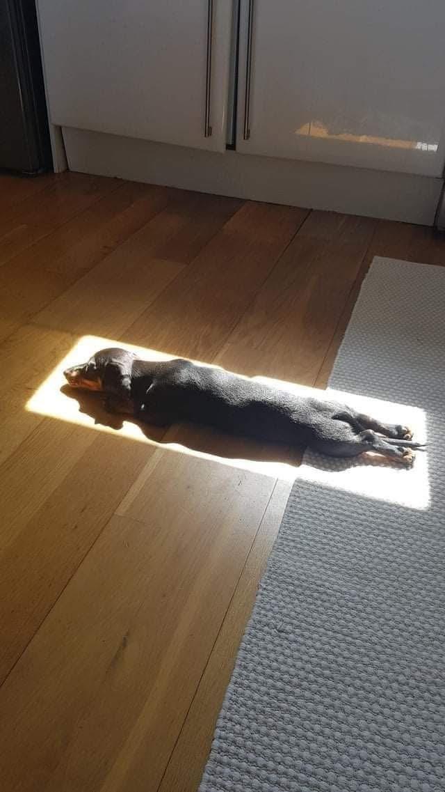 Sunnin' ☀️♥️ | /r/wholesomememes