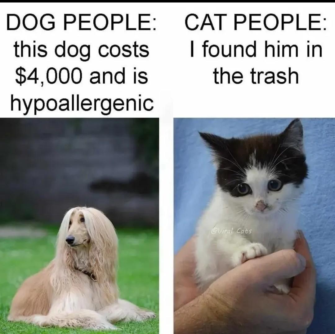 Cat distribution System. | /r/memes | Know Your Meme