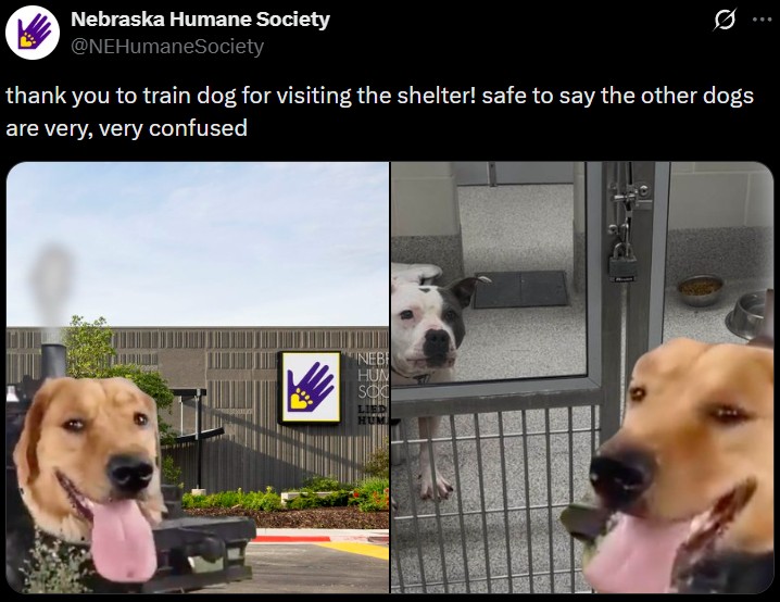 Nebraska Humane Society @NEHumaneSociety thank you to train dog for visiting the shelter! safe to say the other dogs are very, very confused NEB HUM LIED HUM