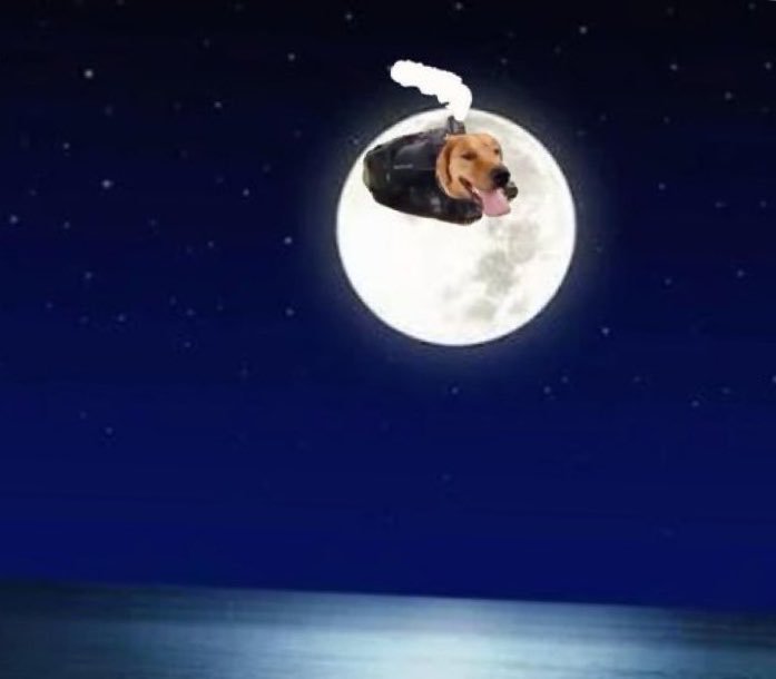 Traindog what are you doing there!