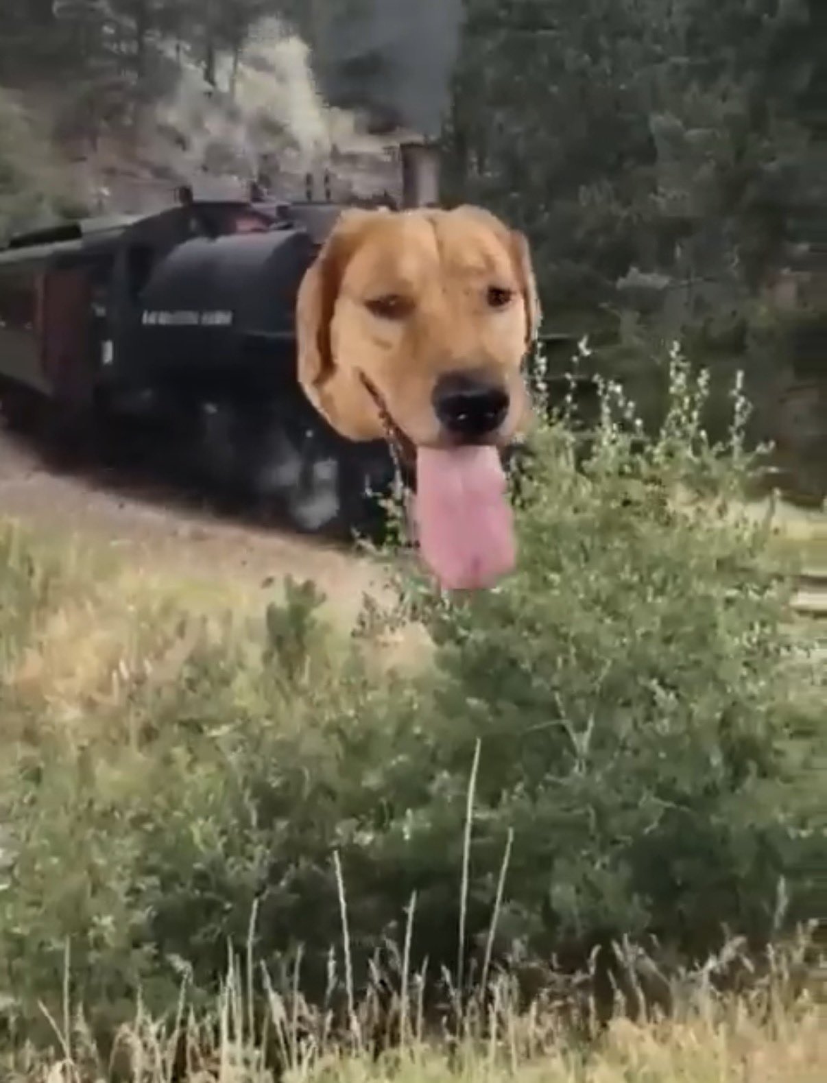 Train Dog Meme Image