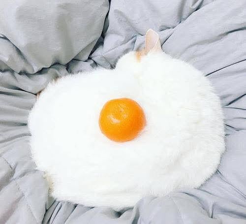 Egg cat