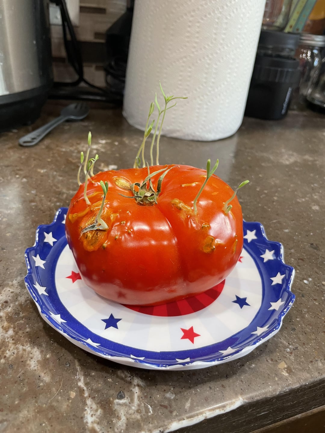 This tomato started sprouting
