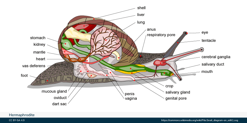 stomach kidney mantle heart vas deferens foot Hermaphrodite CC BY-SA 4.0 shell liver lung anus respiratory pore eye mucous gland oviduct penis vagina crop salivary gland genital pore dart sac tentacle cerebral ganglia salivary duct mouth https://commons.wikimedia.org/wiki/File:Snail_diagram-en_edit1.svg