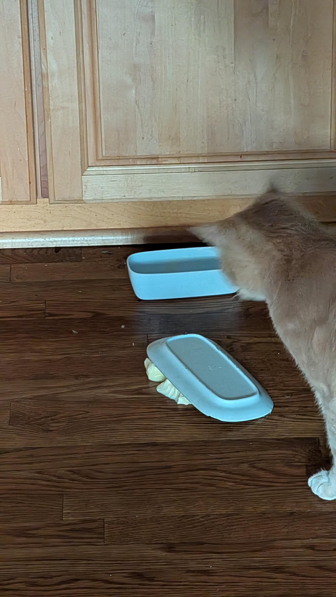 Butter side down