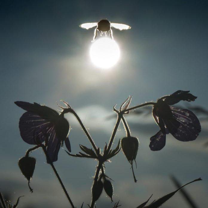 Flying away