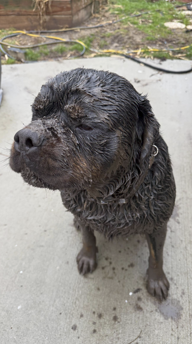 Digging in the mud