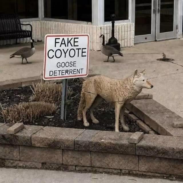 FAKE COYOTE GOOSE DETERRENT