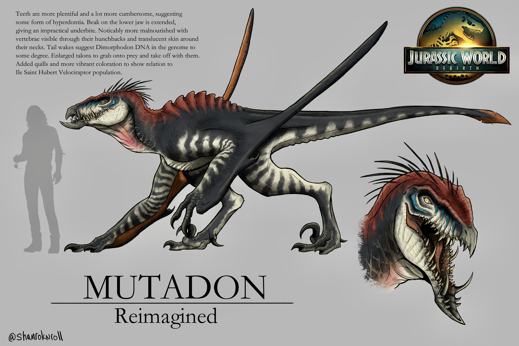 Teeth are more plentiful and a lot more cumbersome, suggesting some form of hyperdontia. Beak on the lower jaw is extended, giving an impractical underbite. Noticably more malnourished with vertebrae visible through their hunchbacks and translucent skin around their necks. Tail wakes suggest Dimorphodon DNA in the genome to some degree. Enlarged talons to grab onto prey and take off with them. Added quills and more vibrant coloration to show relation to Ile Saint Hubert Velociraptor population. JURASSIC WORLD REBIRTH @shamroknroll MUTADON Reimagined