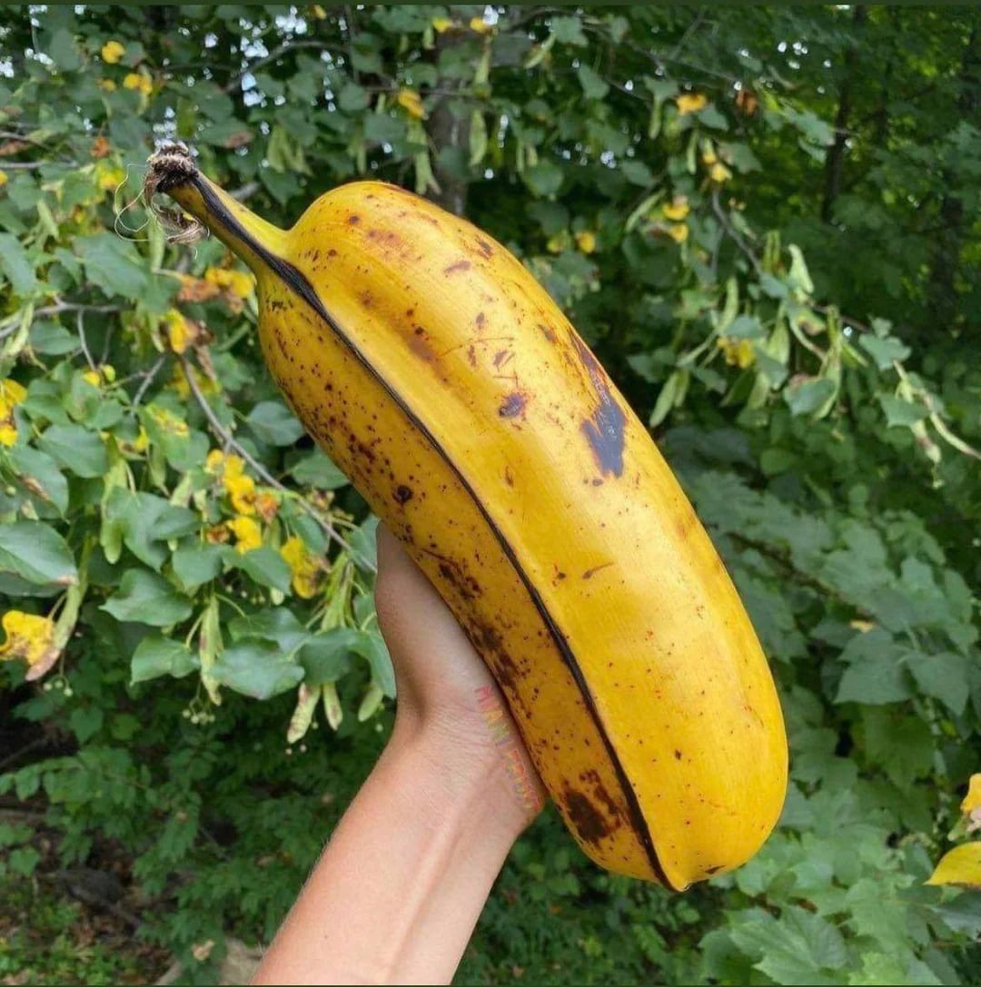 This Hawaiian Hua Moa banana