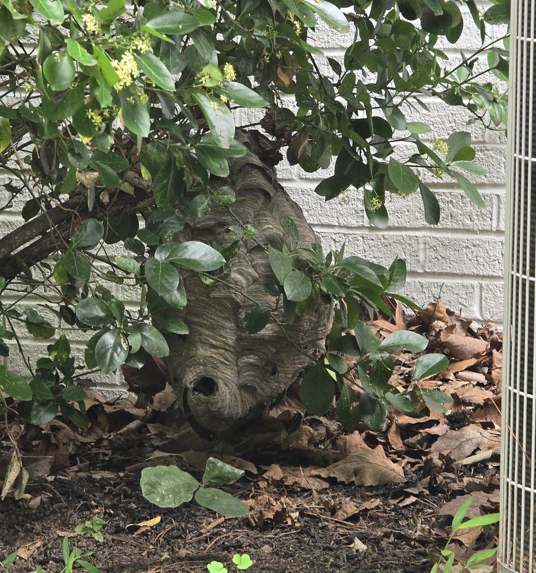 This hornet nest