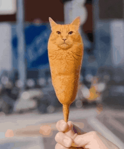 Corndogcat GIF