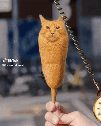 Tik Tok @ilovecorndogcat