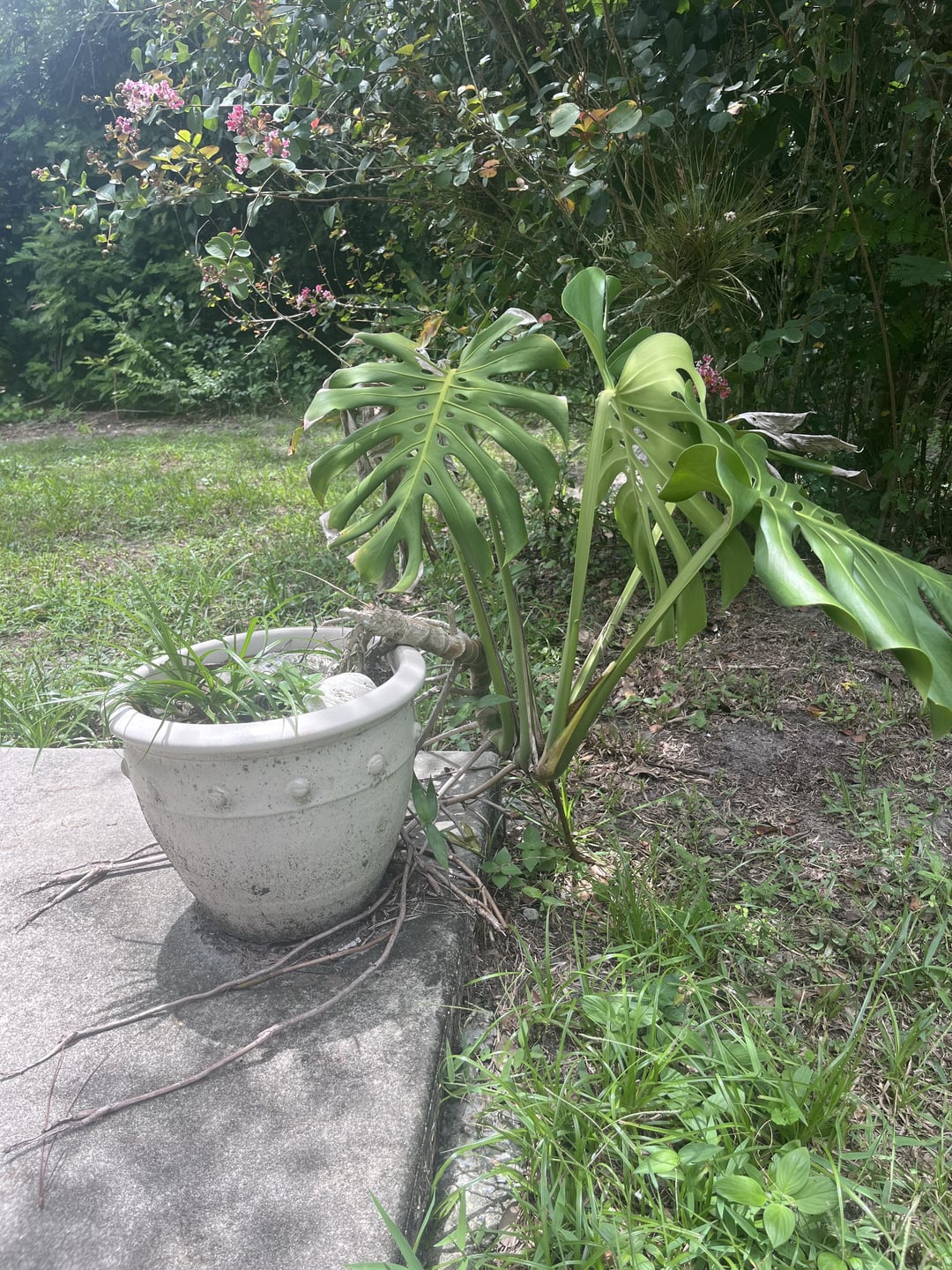 Over the last two years, my plant has walked halfway out of its pot