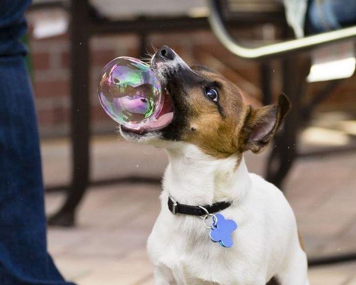 Bubbles