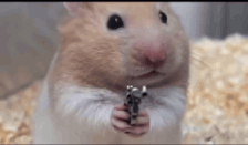 Hamster Gun GIF