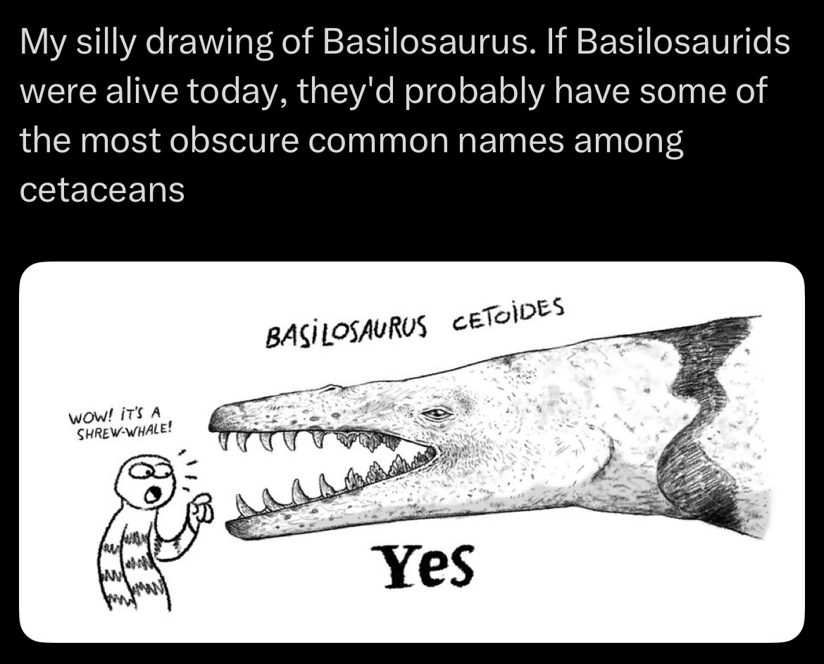 My silly drawing of Basilosaurus. If Basilosaurids were alive today, they'd probably have some of the most obscure common names among cetaceans WOW! IT'S A SHREW-WHALE! BASILOSAURUS CETOÏDES Yes