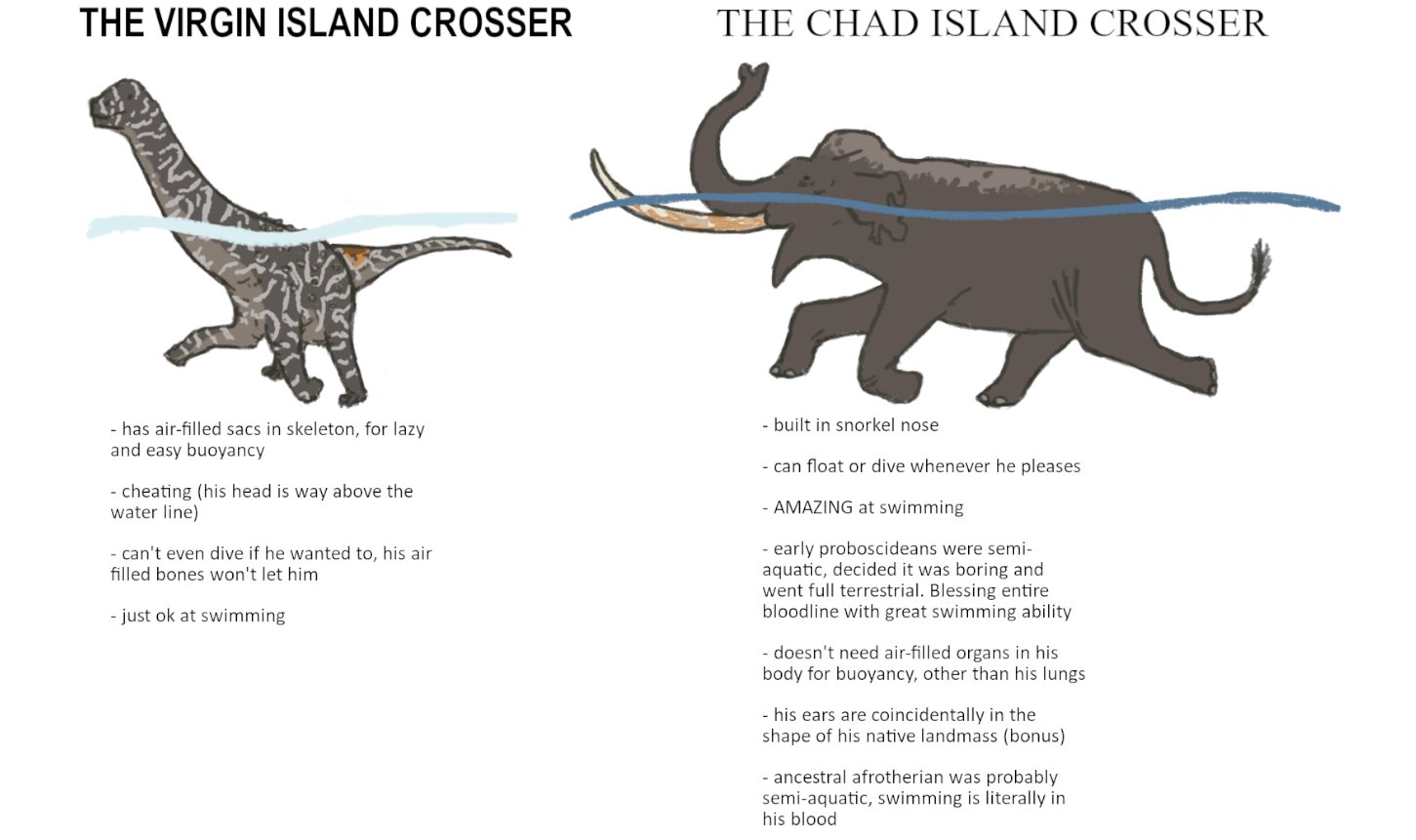 THE VIRGIN ISLAND CROSSER THE CHAD ISLAND CROSSER - has air-filled sacs in skeleton, for lazy and easy buoyancy -cheating (his head is way above the water line) - can't even dive if he wanted to, his air filled bones won't let him - just ok at swimming - built in snorkel nose - can float or dive whenever he pleases - AMAZING at swimming -early proboscideans were semi- aquatic, decided it was boring and went full terrestrial. Blessing entire bloodline with great swimming ability - doesn't need air-filled organs in his body for buoyancy, other than his lungs - his ears are coincidentally in the shape of his native landmass (bonus) - ancestral afrotherian was probably semi-aquatic, swimming is literally in his blood