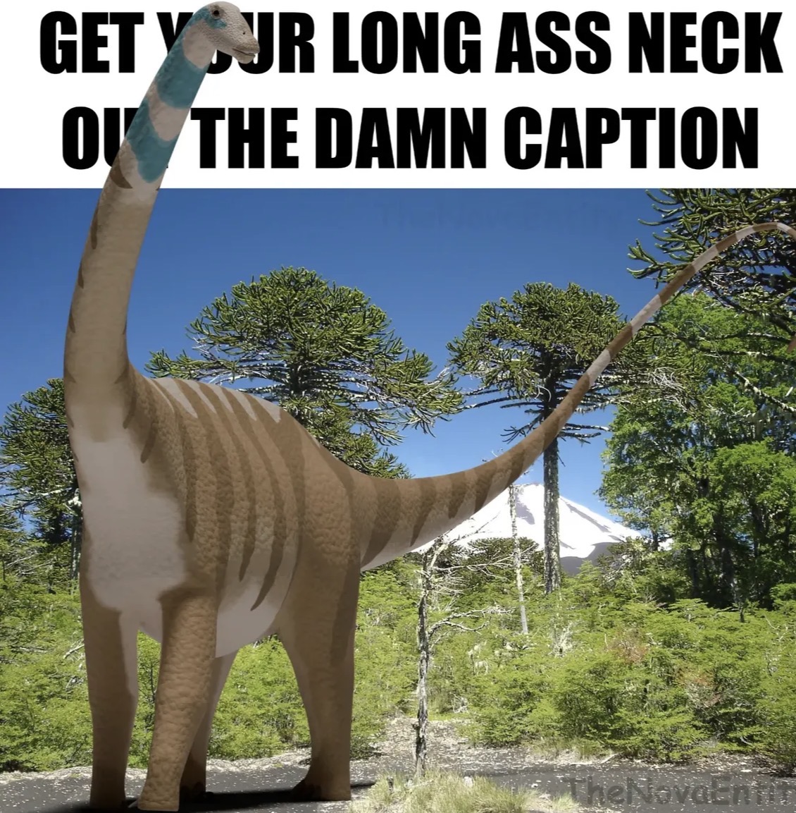 GET YOUR LONG ASS NECK OK THE DAMN CAPTION TheNova-n