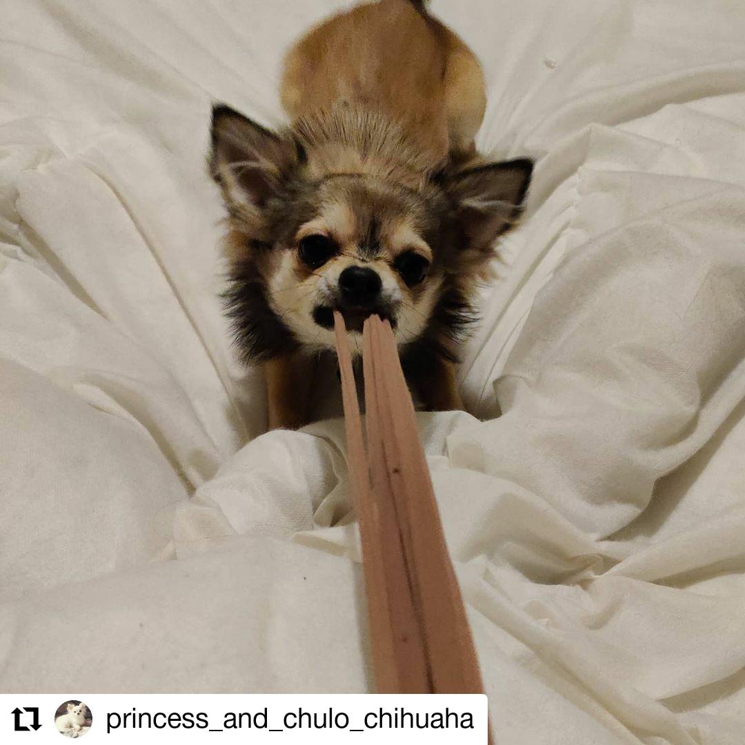 17 princess_and_chulo_chihuaha