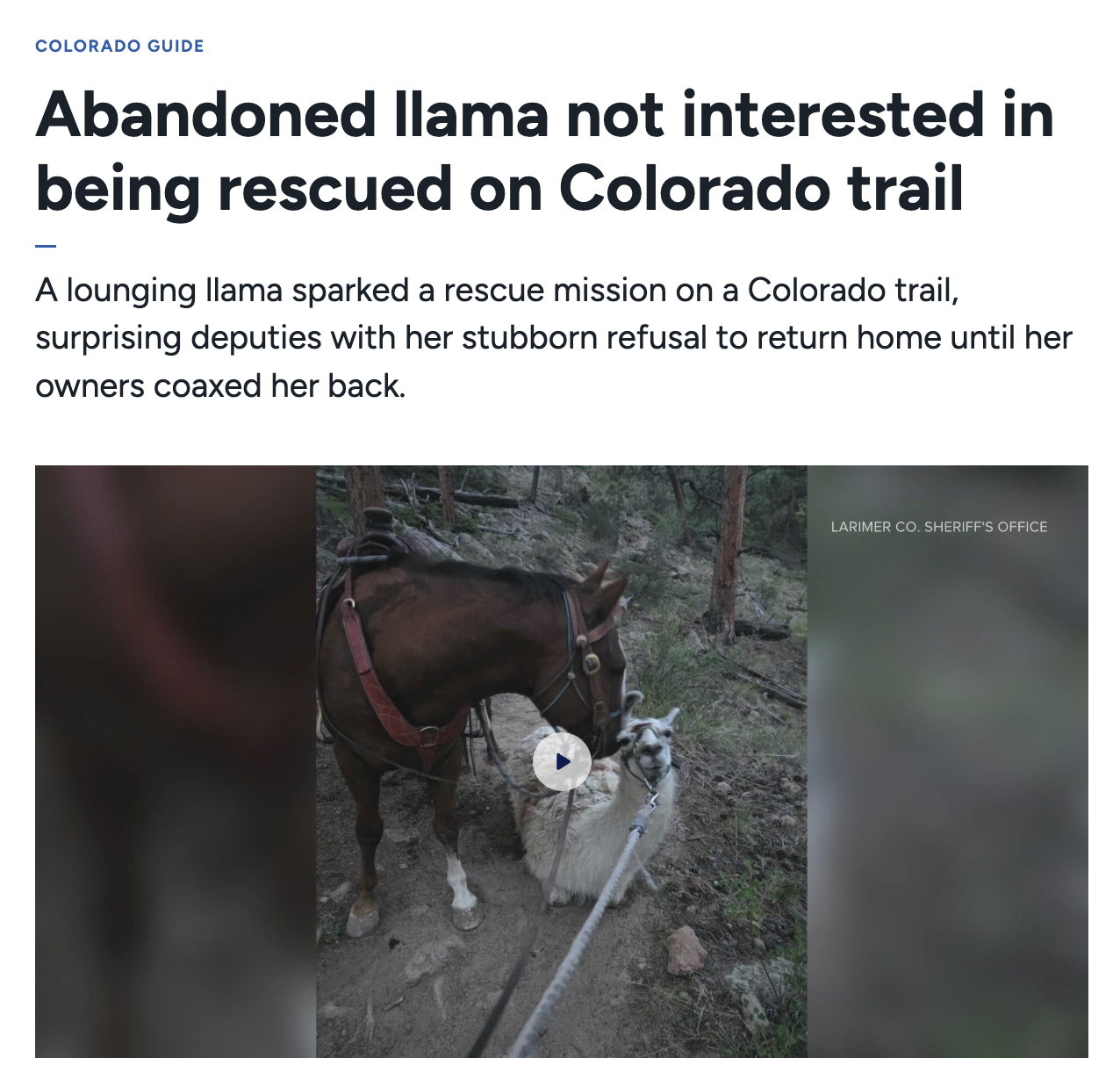 COLORADO GUIDE Abandoned llama not interested in being rescued on Colorado trail A lounging llama sparked a rescue mission on a Colorado trail, surprising deputies with her stubborn refusal to return home until her owners coaxed her back. LARIMER CO. SHERIFF'S OFFICE