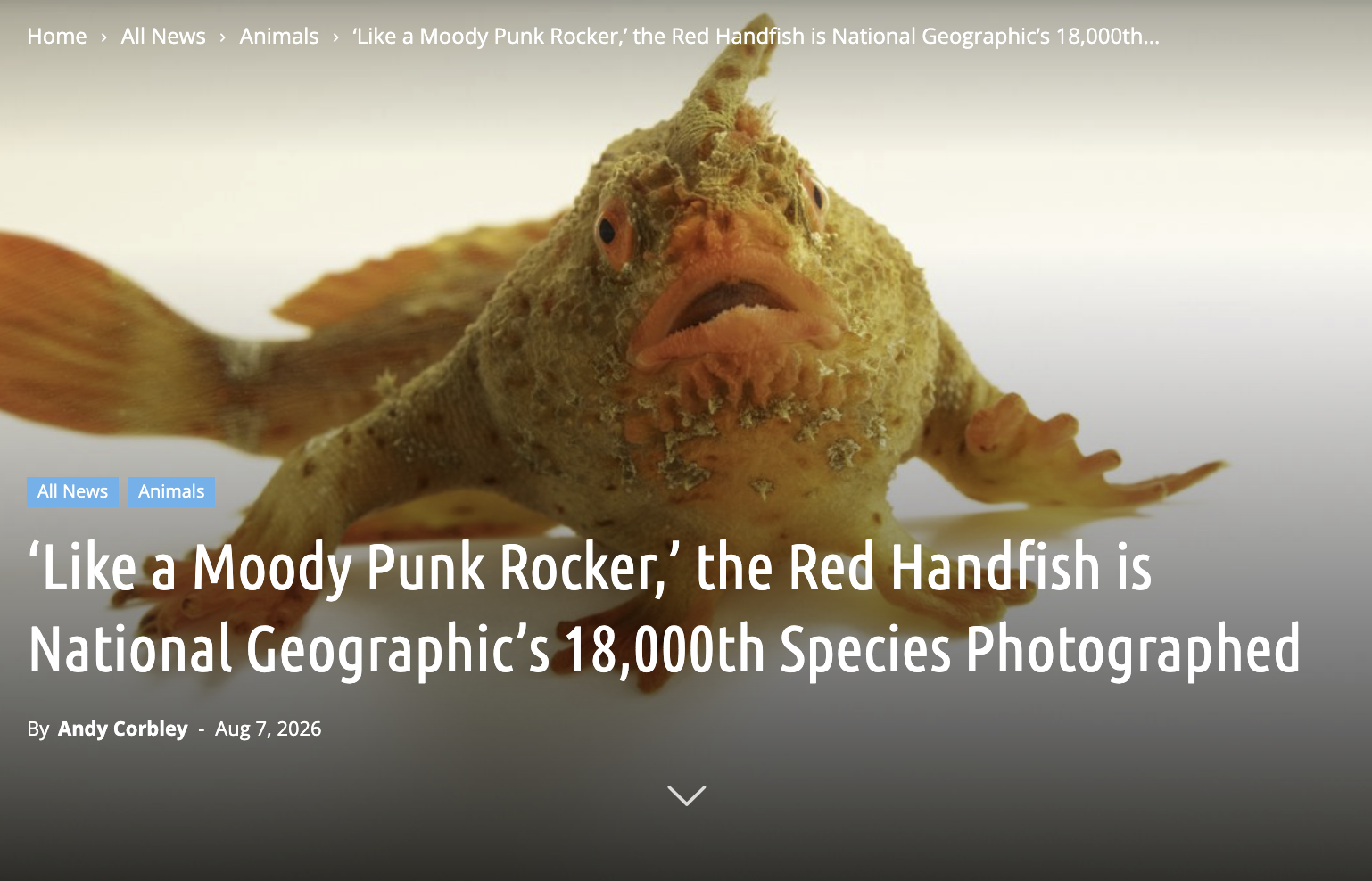 Home > All News > Animals > 'Like a Moody Punk Rocker,' the Red Handfish is National Geographic's 18,000th... All News Animals 'Like a Moody Punk Rocker,' the Red Handfish is National Geographic's 18,000th Species Photographed By Andy Corbley - Aug 7, 2026