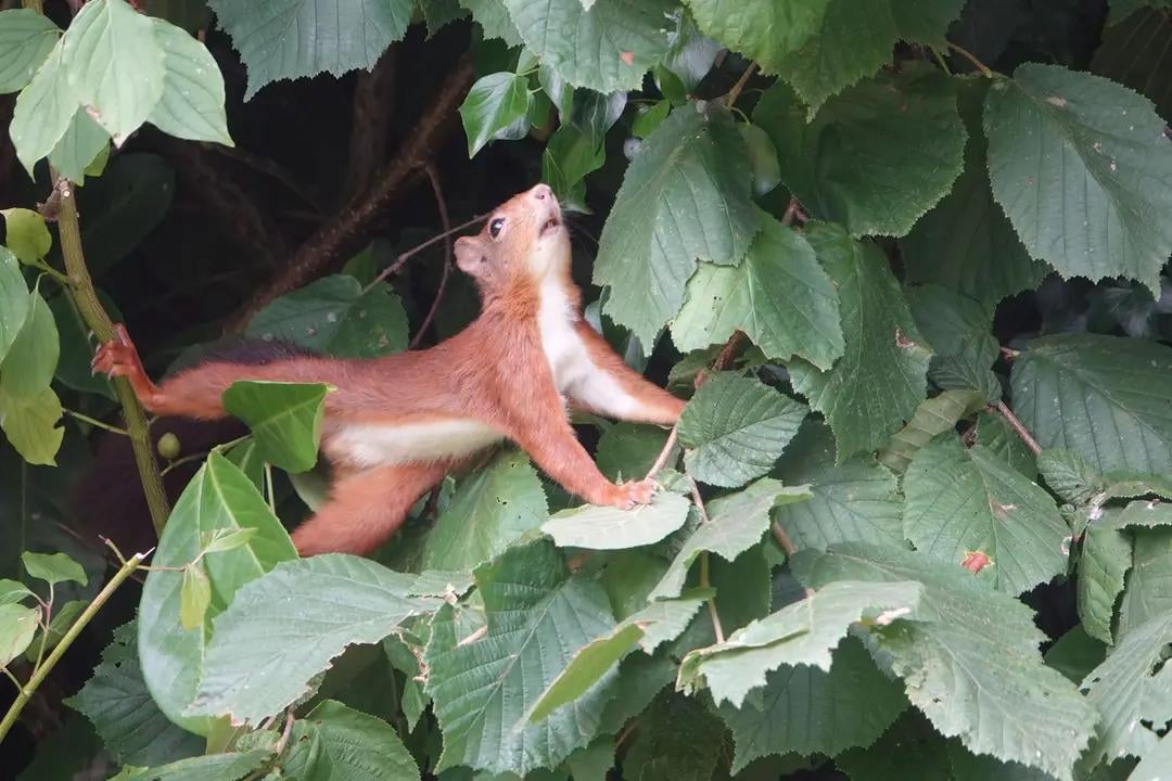 A squirrel