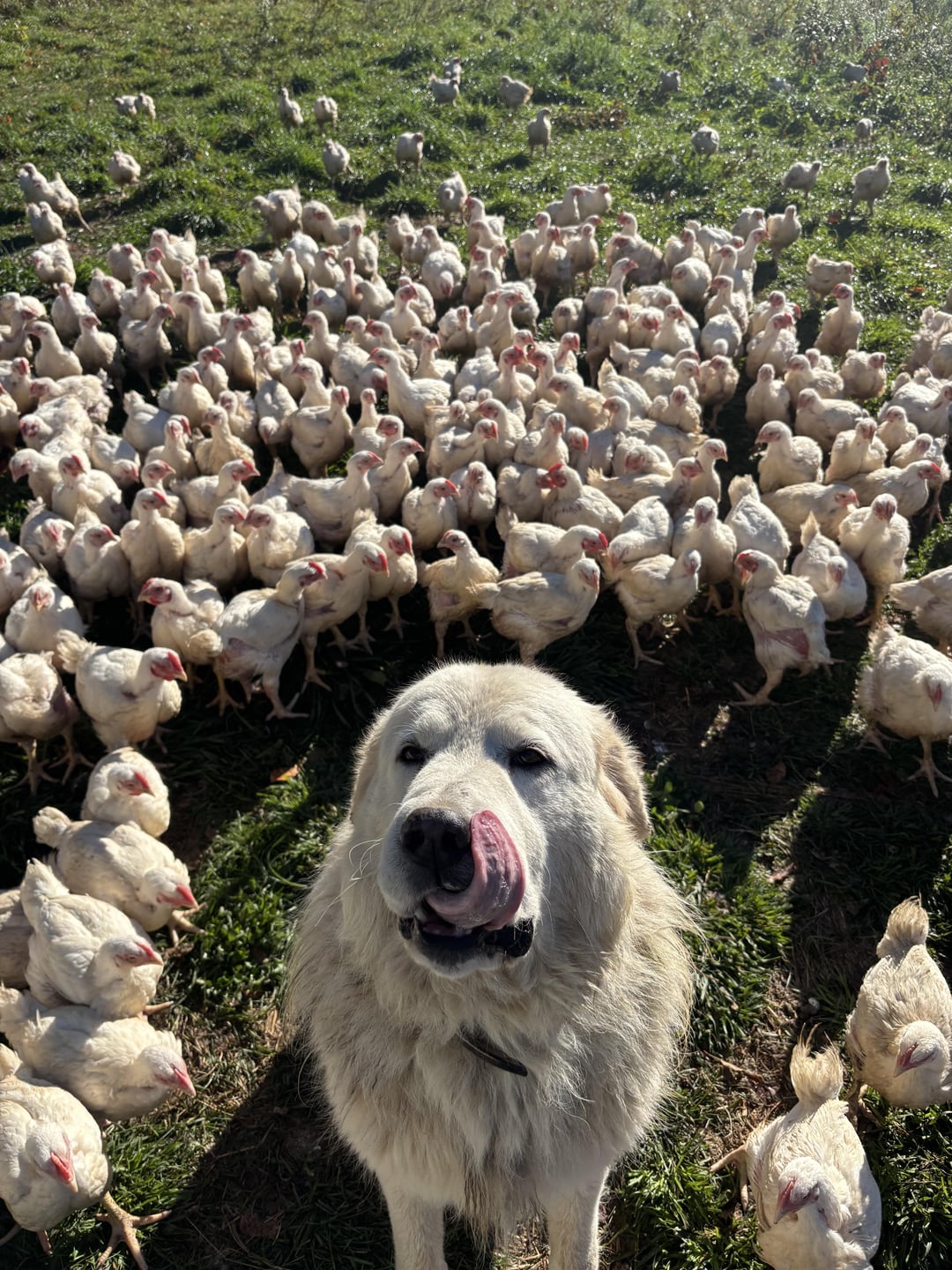 Guarding her flock