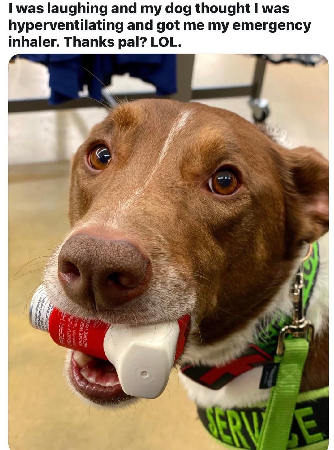 PROAIR HE (albuteroi sulfa nhalation Aeros SHAKE WEL BEFORE USE I was laughing and my dog thought I was hyperventilating and got me my emergency inhaler. Thanks pal? LOL. ERV E
