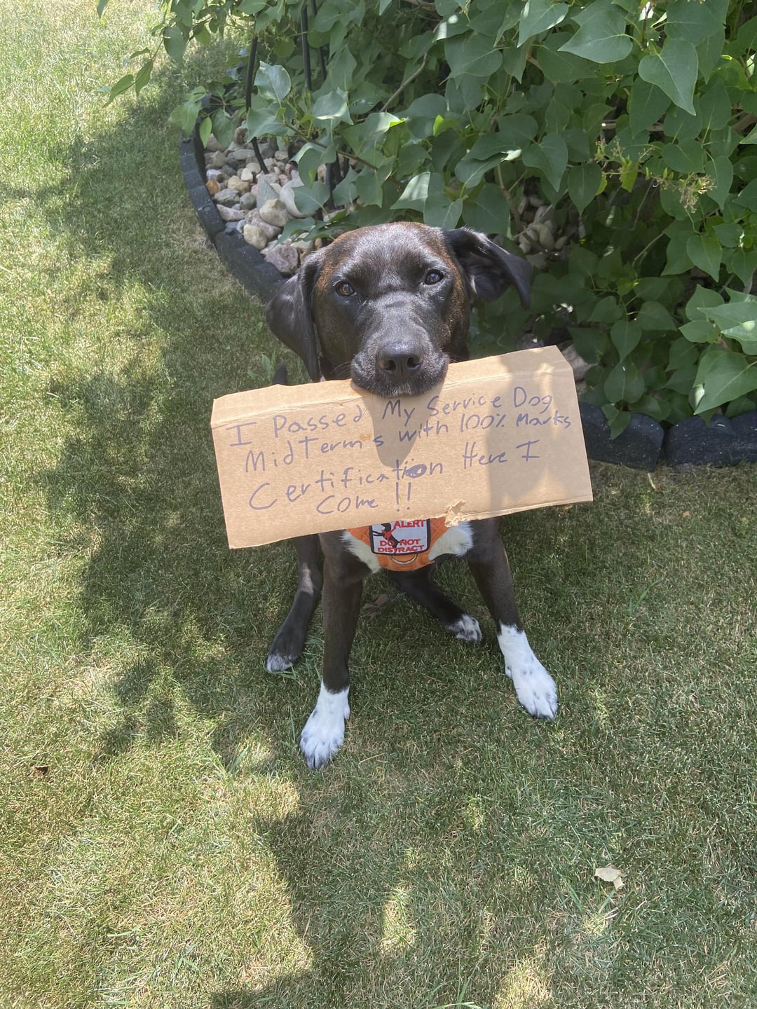 I Passed My Service Dog Mid Terms with 100% Marks Certification Here I Come !! ALERT DO NOT DISTRACT