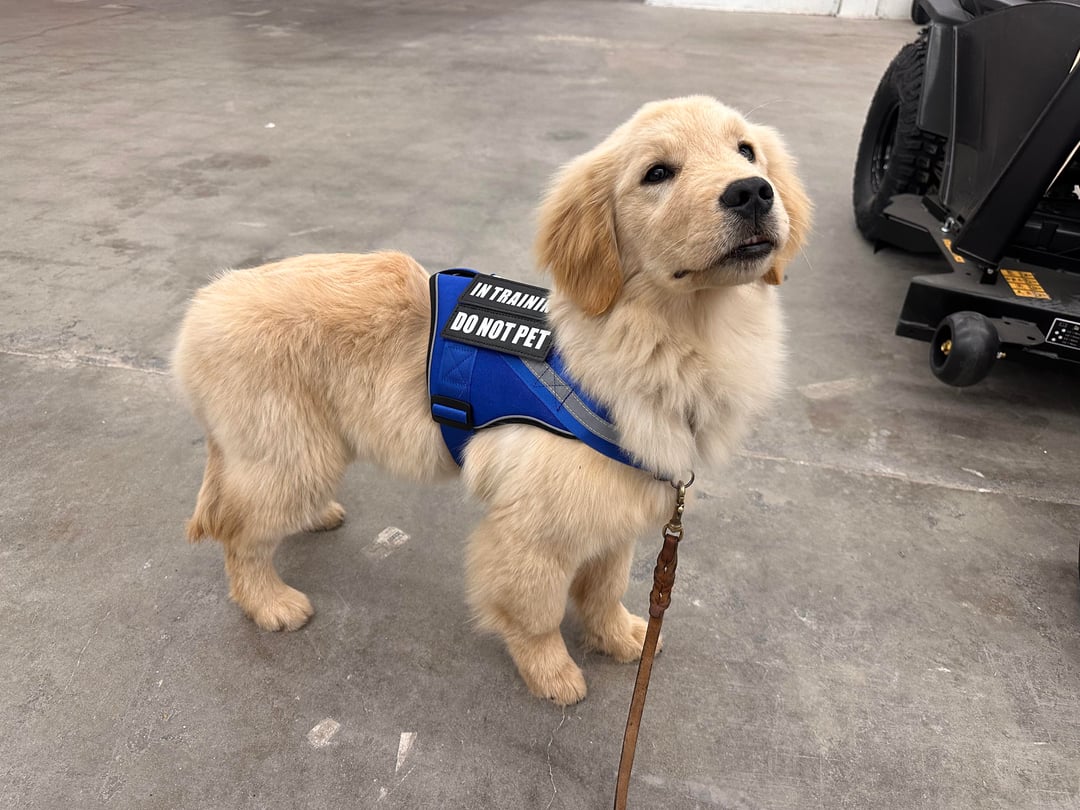 IN TRAININ DO NOT PET