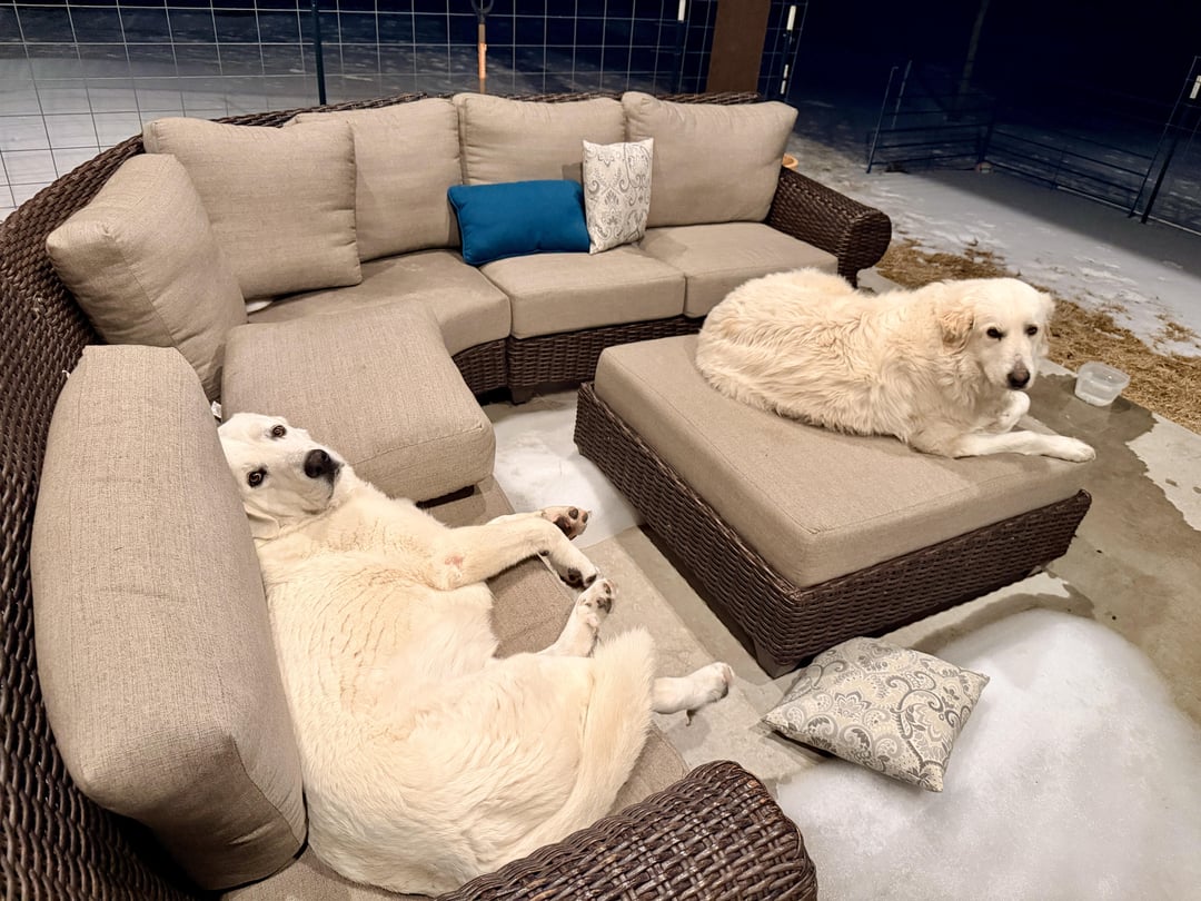 Resting up before work