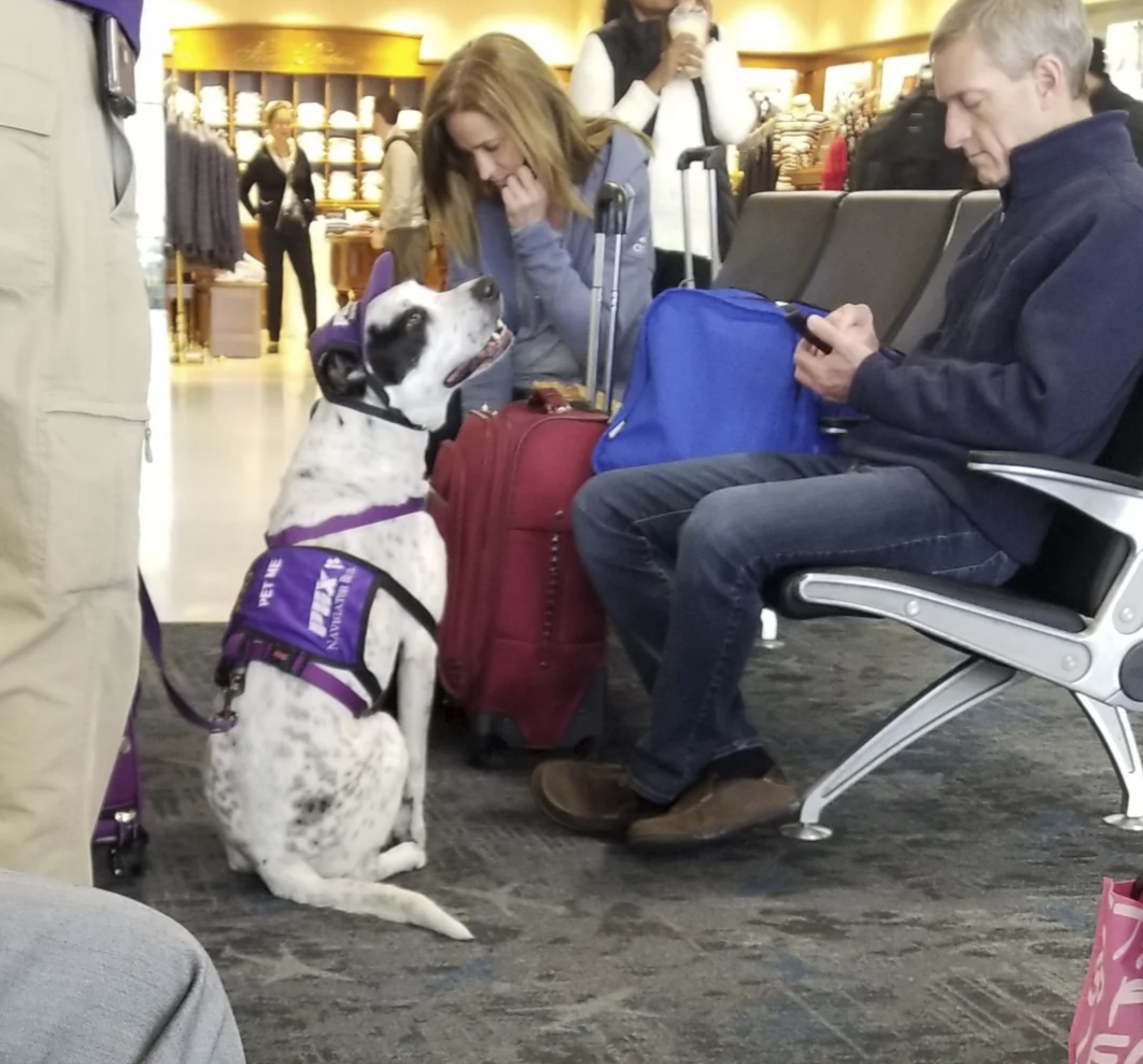 Airport dog