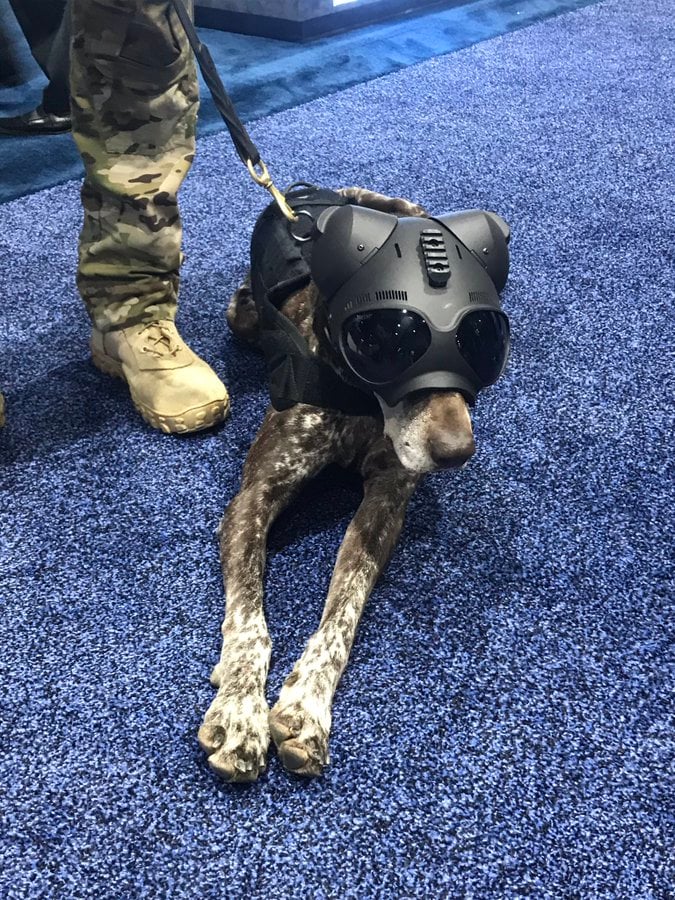Explosive detection dog