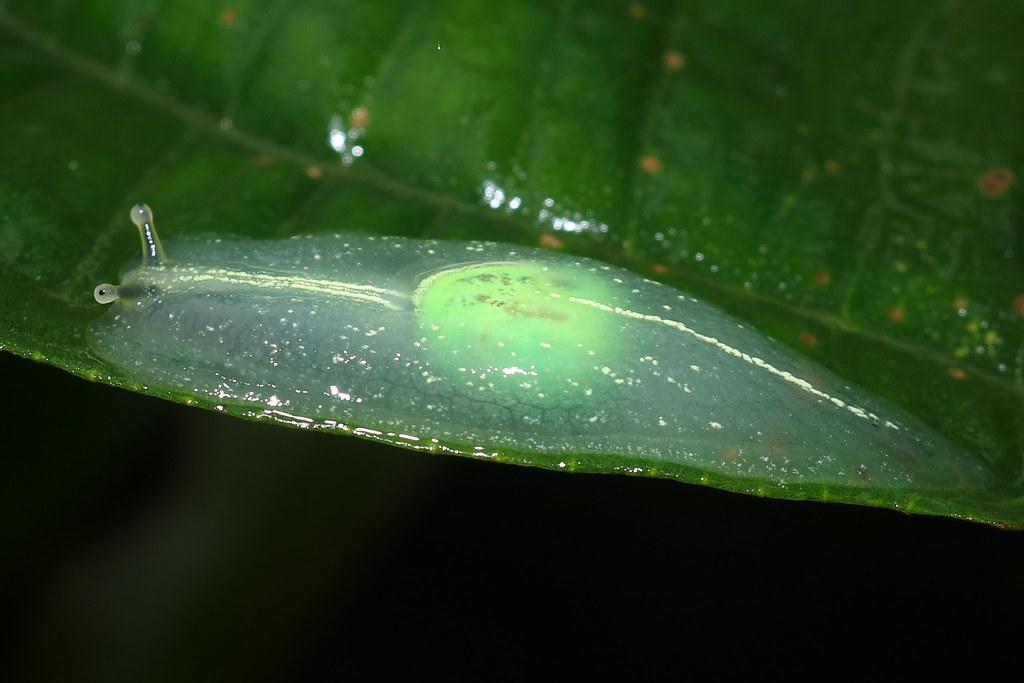 Puerto Rican semi-slug