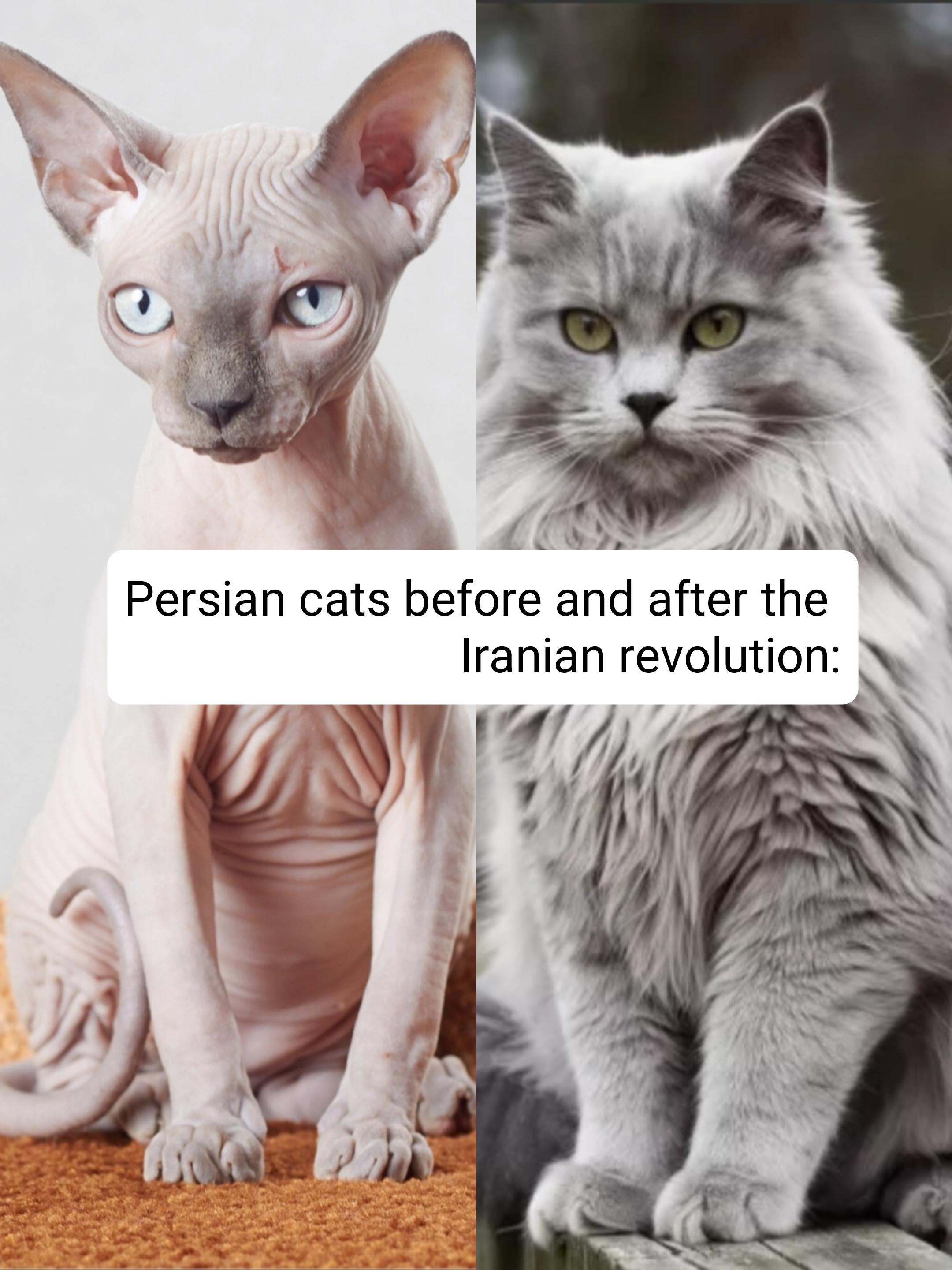 Persian cats before and after the Iranian revolution: