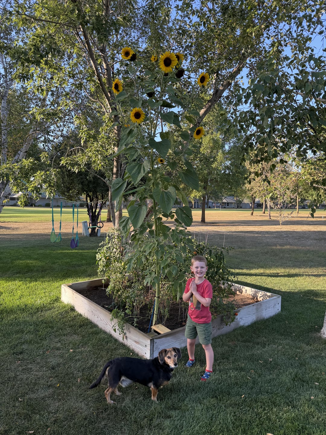 This sunflower