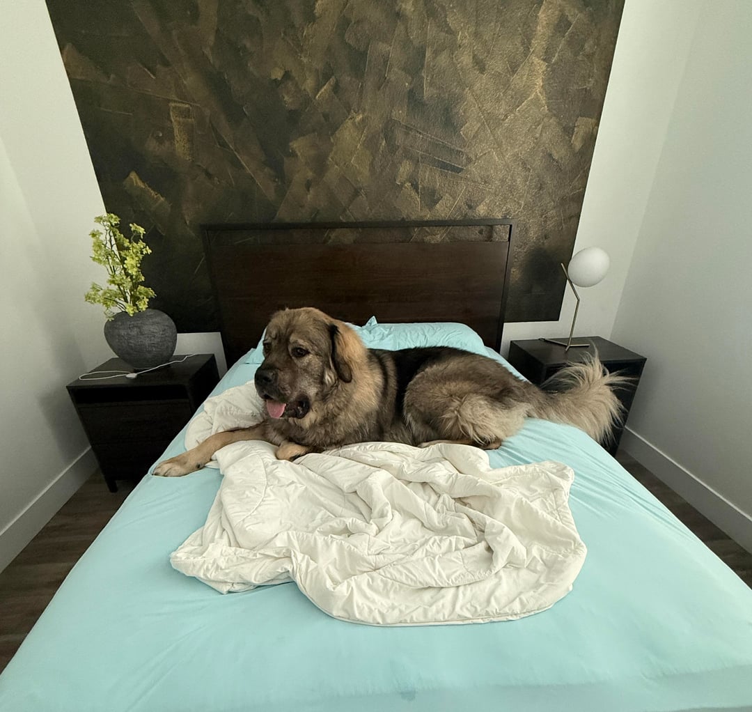 This dog on a queen bed