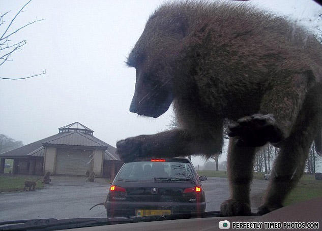 PERFECTLY TIMED PHOTOS.COM