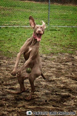 ● PERFECTLY TIMED PHOTOS.COM