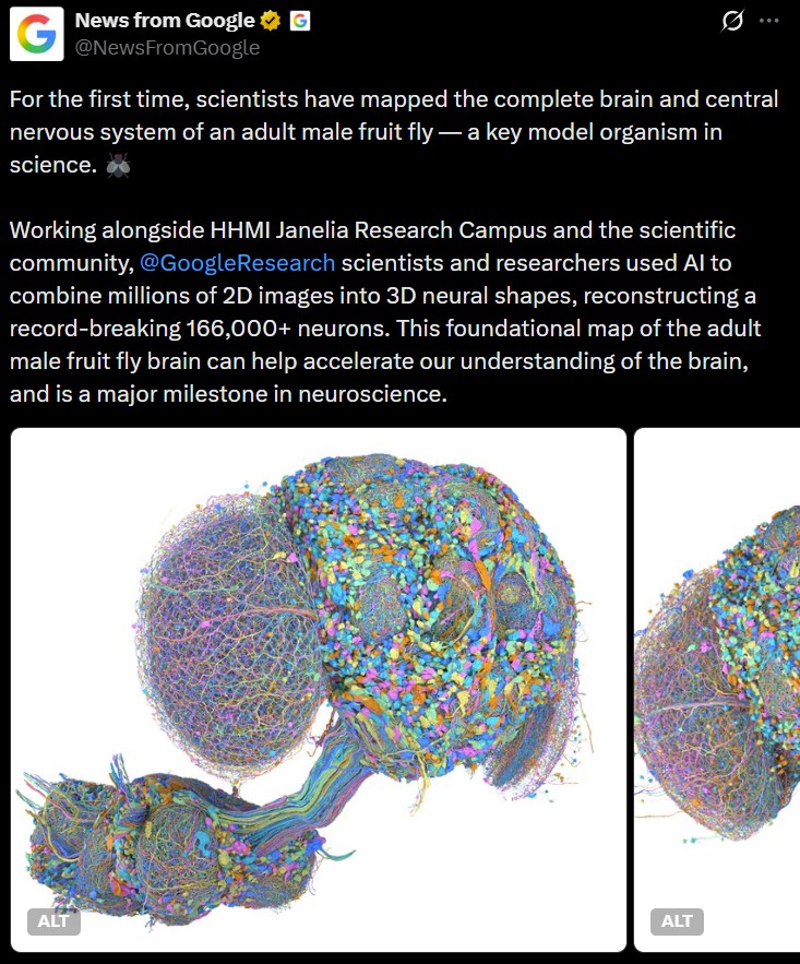 News from Google ⭑ G G @NewsFromGoogle For the first time, scientists have mapped the complete brain and central nervous system of an adult male fruit fly - a key model organism in science. Working alongside HHMI Janelia Research Campus and the scientific community, @Google Research scientists and researchers used Al to combine millions of 2D images into 3D neural shapes, reconstructing a record-breaking 166,000+ neurons. This foundational map of the adult male fruit fly brain can help accelerate our understanding of the brain, and is a major milestone in neuroscience. ALT ALT