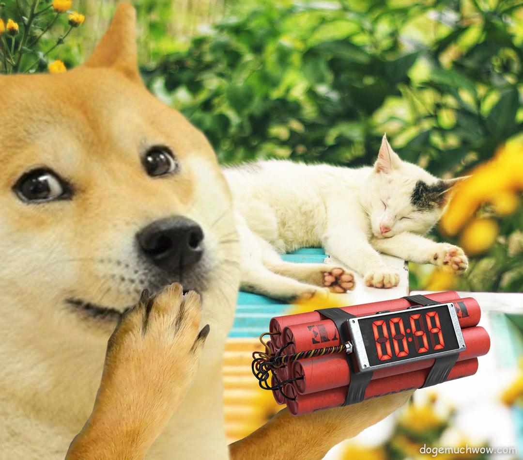00:59 dogemuchwow.com
