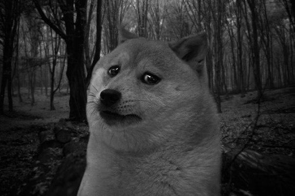 Is there even any hope for this subreddit? | /r/dogelore